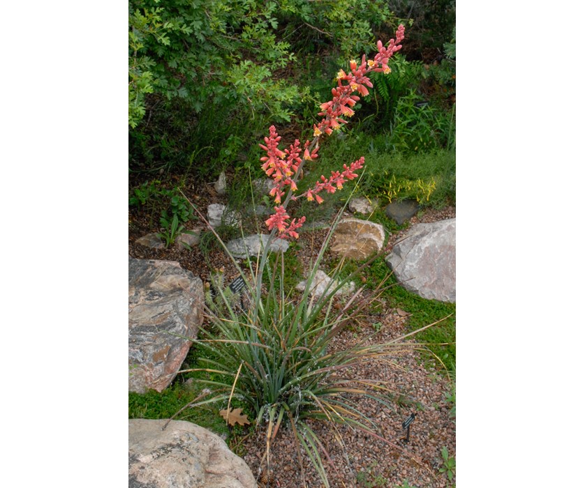 Red Hesperaloe